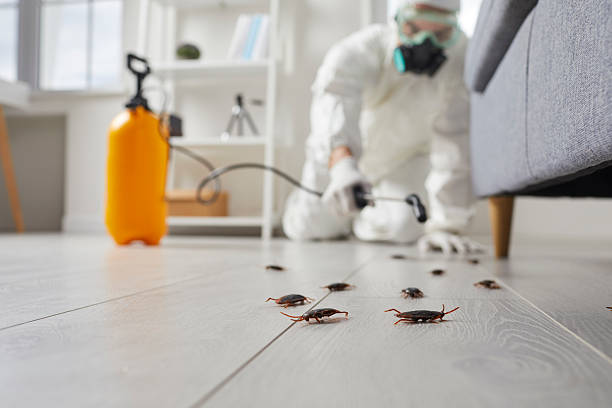 Affordable Termite Control solutions in Jacksonville, AL